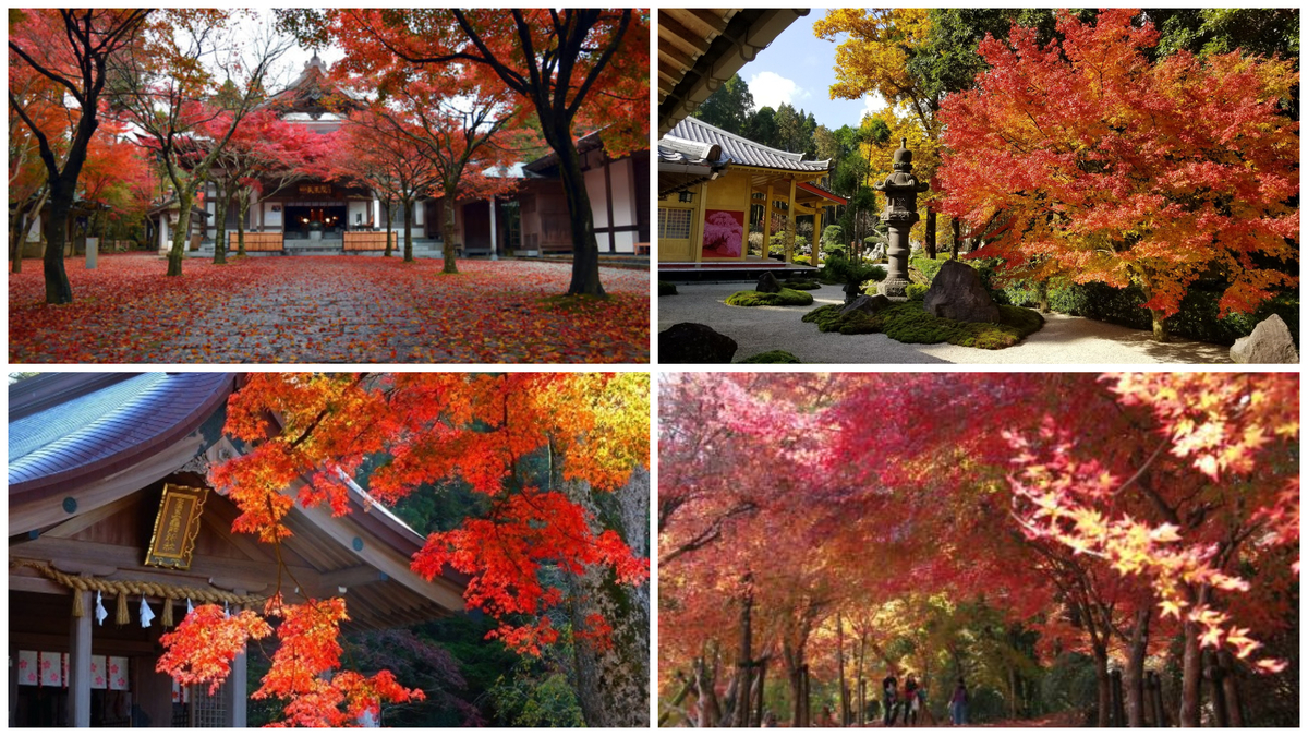 紅葉 四国エリアで一生に一度は見に行きたい絶景『紅葉スポット』はこの5つ