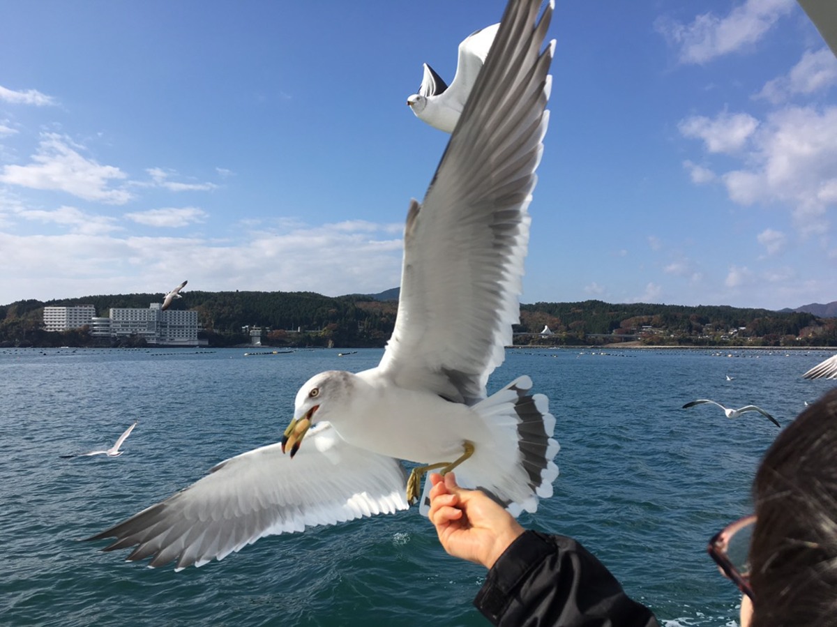 志津川湾観光船 | ウミネコと出会う海の旅！ 志津川湾観光船クルーズ