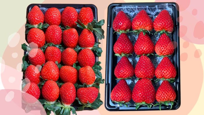川島町産「いちごセット」が当たる SNSプレゼントキャンペーン