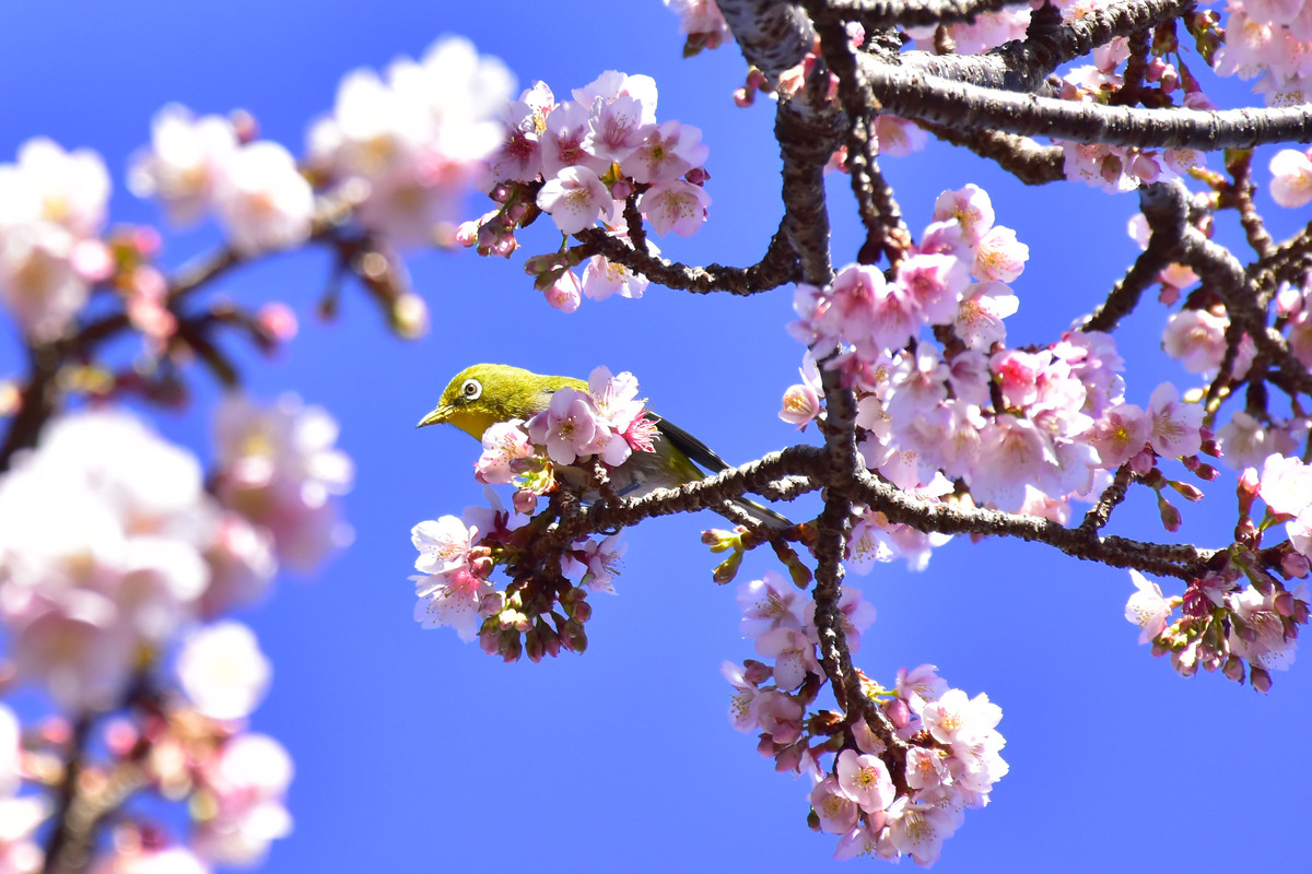 早春の絶景！伊豆・城ヶ崎海岸で 寒桜とメジロに出会える花めぐり