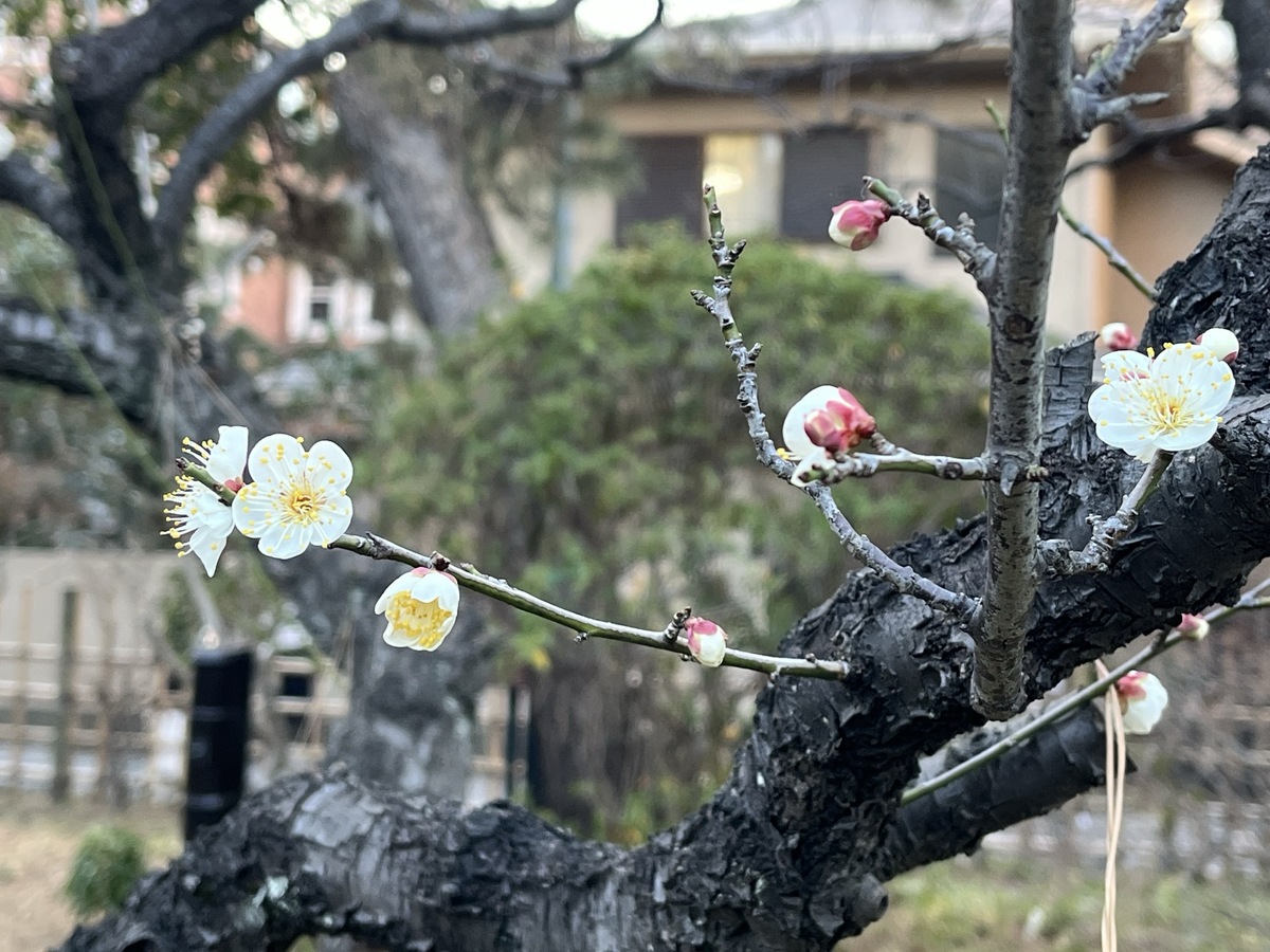 茅ヶ崎市の「松籟庵」梅開花情報（2025年1月31日更新） | 神奈川県
