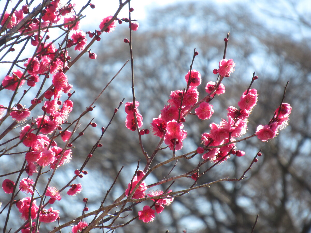 修善寺梅林の梅開花情報（2025年3月4日更新） | 静岡県伊豆市からの