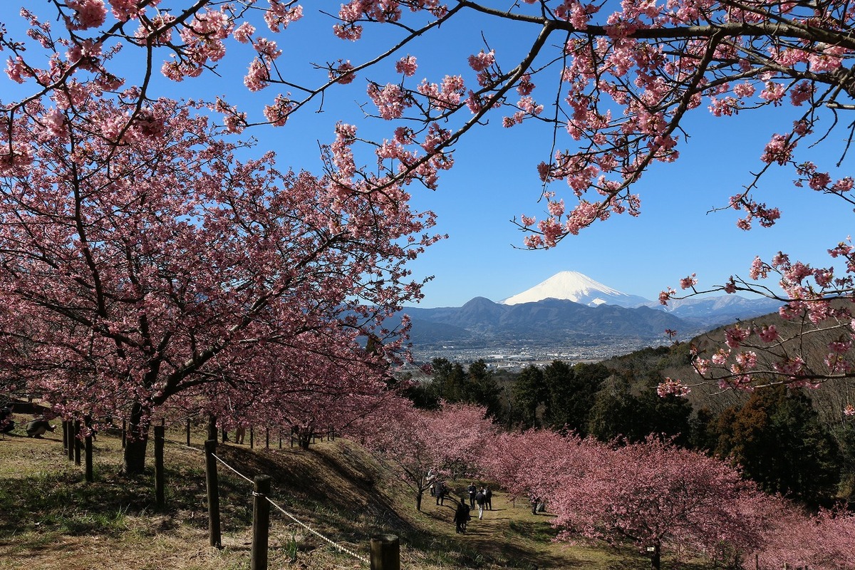 【原画・送料無料】春　迎春　お部屋でお花見気分　「桜」原画縦約40㎝×横約40㎝ 原画・送料無料】春 迎春 お部屋でお花見気分 「桜」原画縦約40㎝