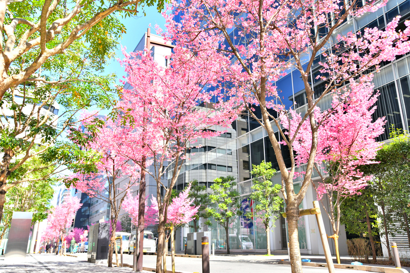 2025早咲き桜「おかめ桜」とは？ 東京・神奈川スポット6選＆見頃