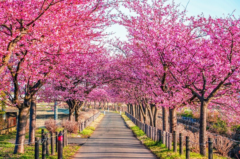 桜 Amazon｜山形の正月桜【啓翁桜】80cm前後 (約9本）｜観葉植物