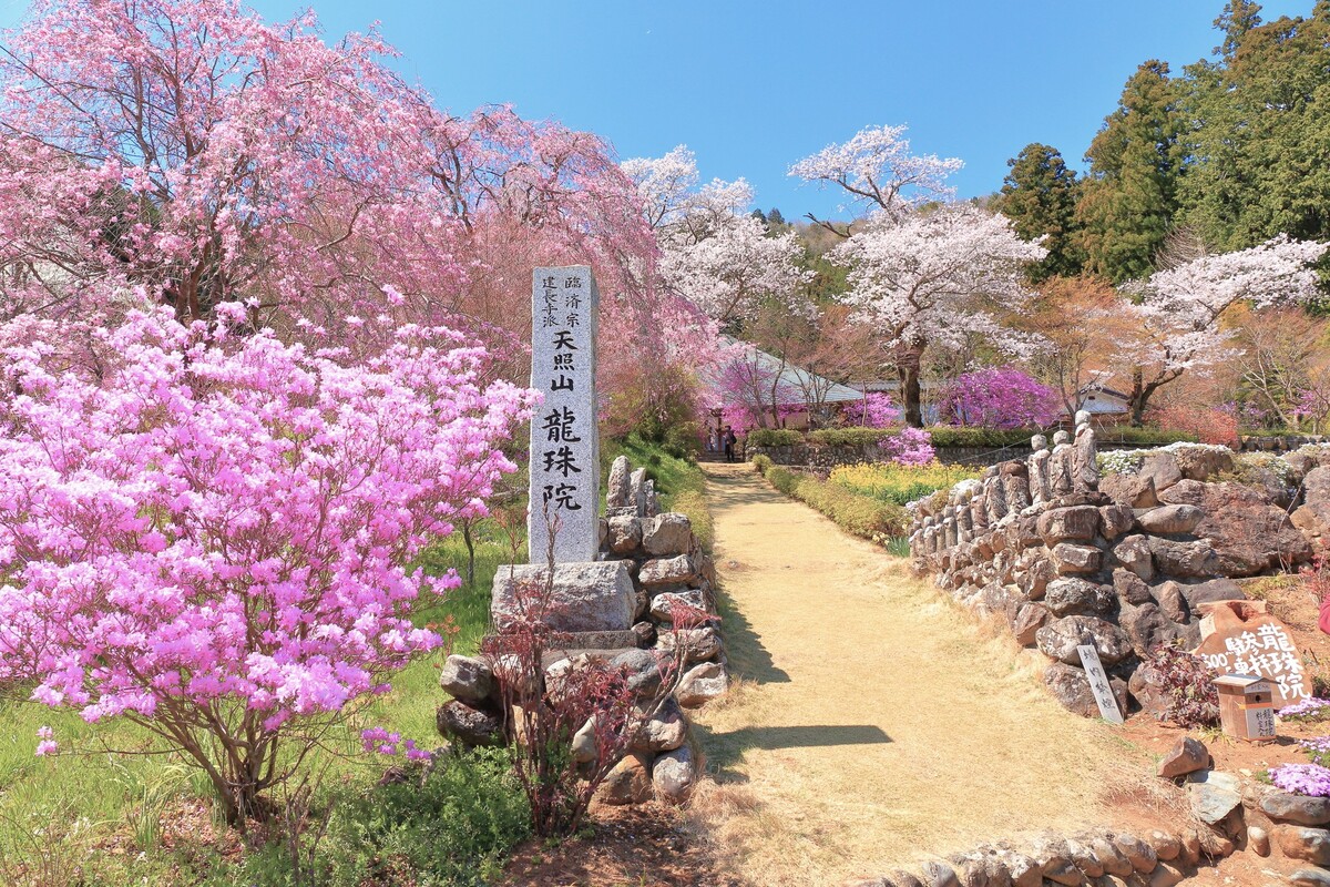 2025春の秋川渓谷はまるで桃源郷！ サイクリングでめぐる花の