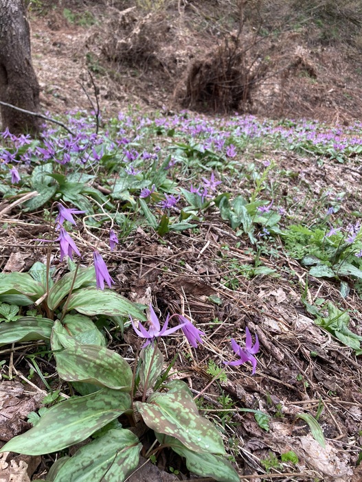 野生の「かたくり」群生地で春の訪れを感じよう | 福島県西会津町から