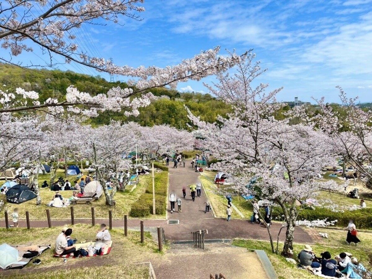 摂津峡さくら祭り（2025年） | 大阪府高槻市で約3000本の桜が開花 市内