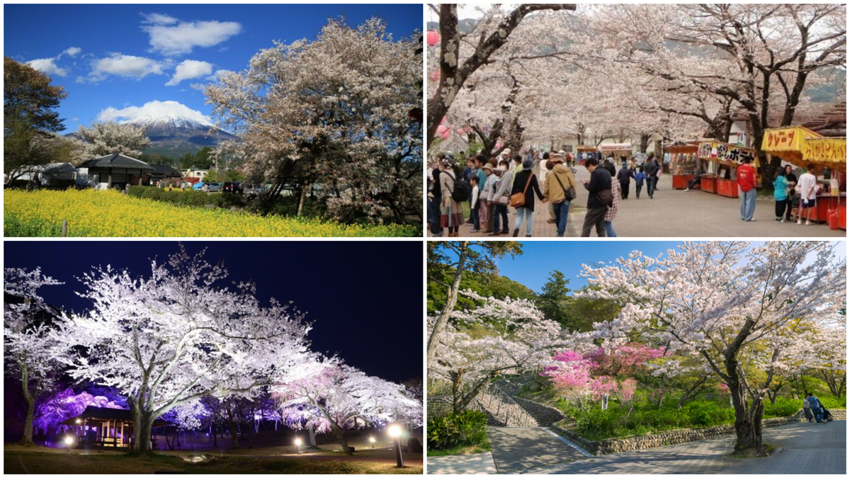 ◆オーダー用◆ダイカット お花見 桜まつり 酔っ払いクマチャン 静岡】まもなく開花！2025桜まつり 人気桜名所でお花見＆夜桜も | いこ