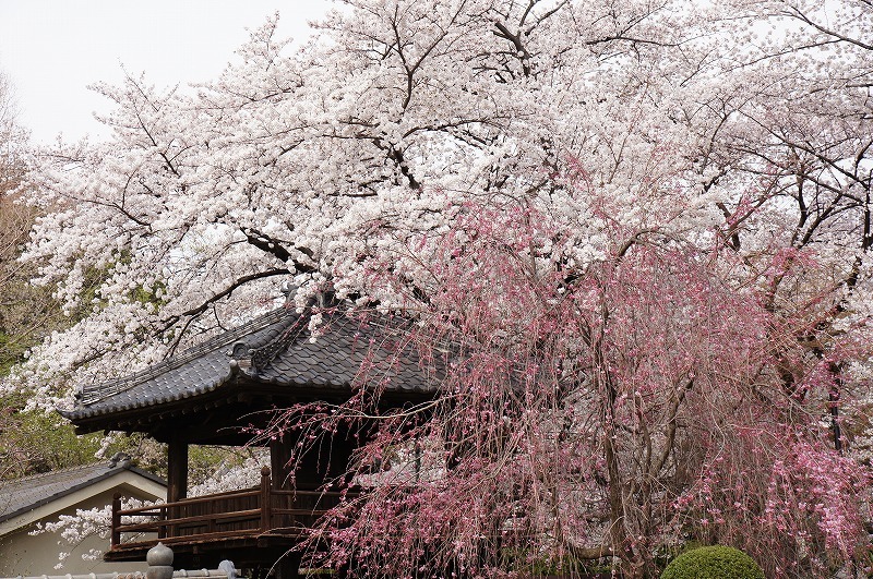 川越 中院 しだれ桜