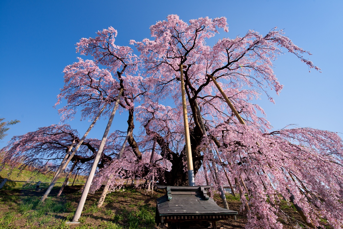 一度は見たい！日本三大桜と五大桜とは 歴史ある桜名所はどこに