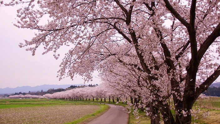 桜 嵐山町】都幾川桜堤 桜開花情報（2025年4月9日更新） | 埼玉県