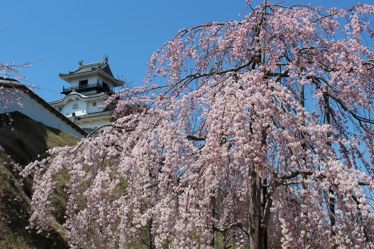 2026年】東海の枝垂れ桜（しだれ桜）の名所・絶景9選｜見頃・ライト