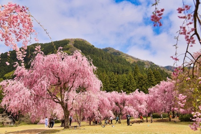 真作】掛軸 跡部白鳥 矢祭山の桜 春景色 桜咲く里山風景 共箱入