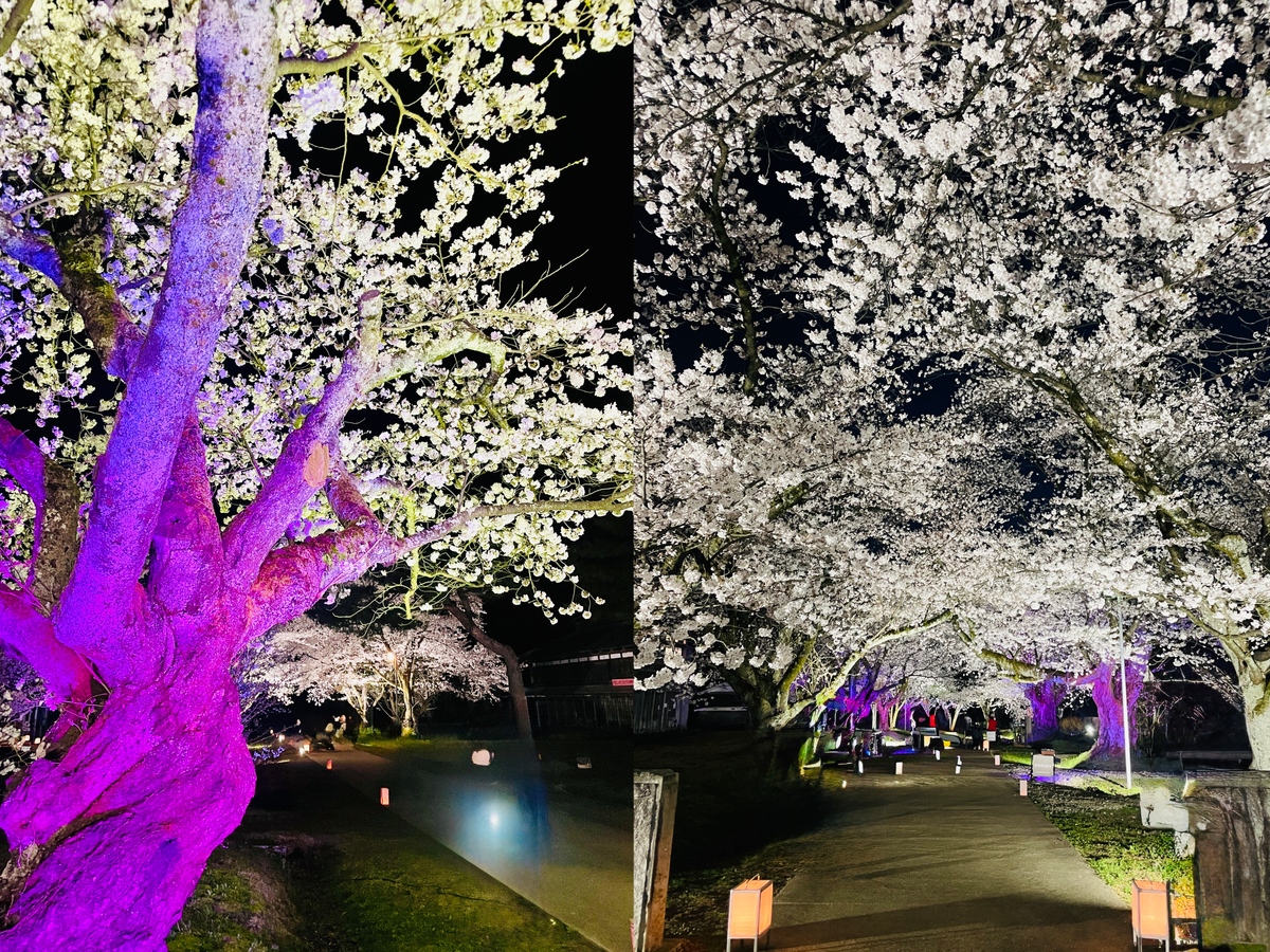 サムライシルクナイト～夜桜～ | 山形・鶴岡の歴史遺産を彩る！ 夜桜