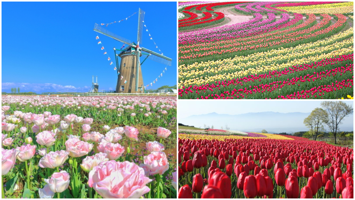 large_FotoJet_-_2025-04-