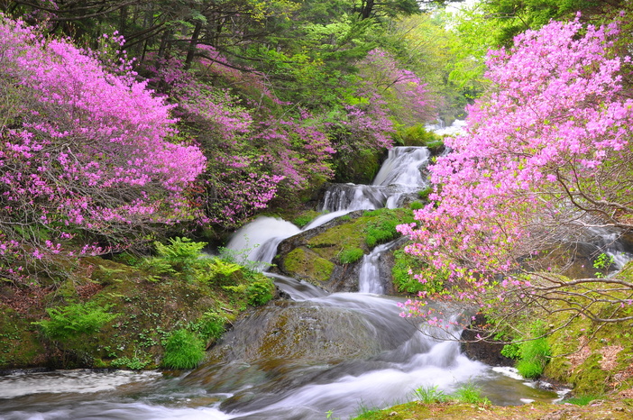 静かな存在感。山採りミツバツツジ。 静かな存在感。山採り