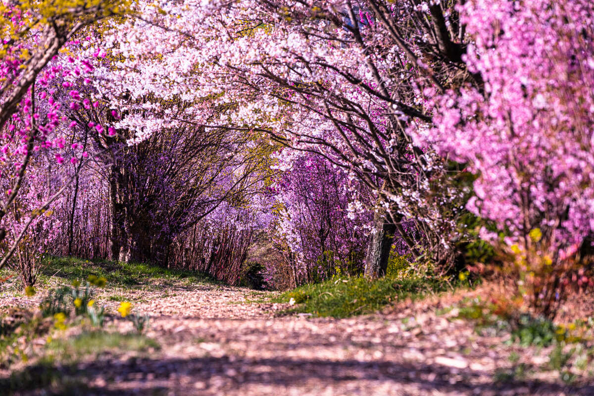 GWにも◎親子で見たい東北の桜絶景13選 弘前公園の祭り＆見頃は