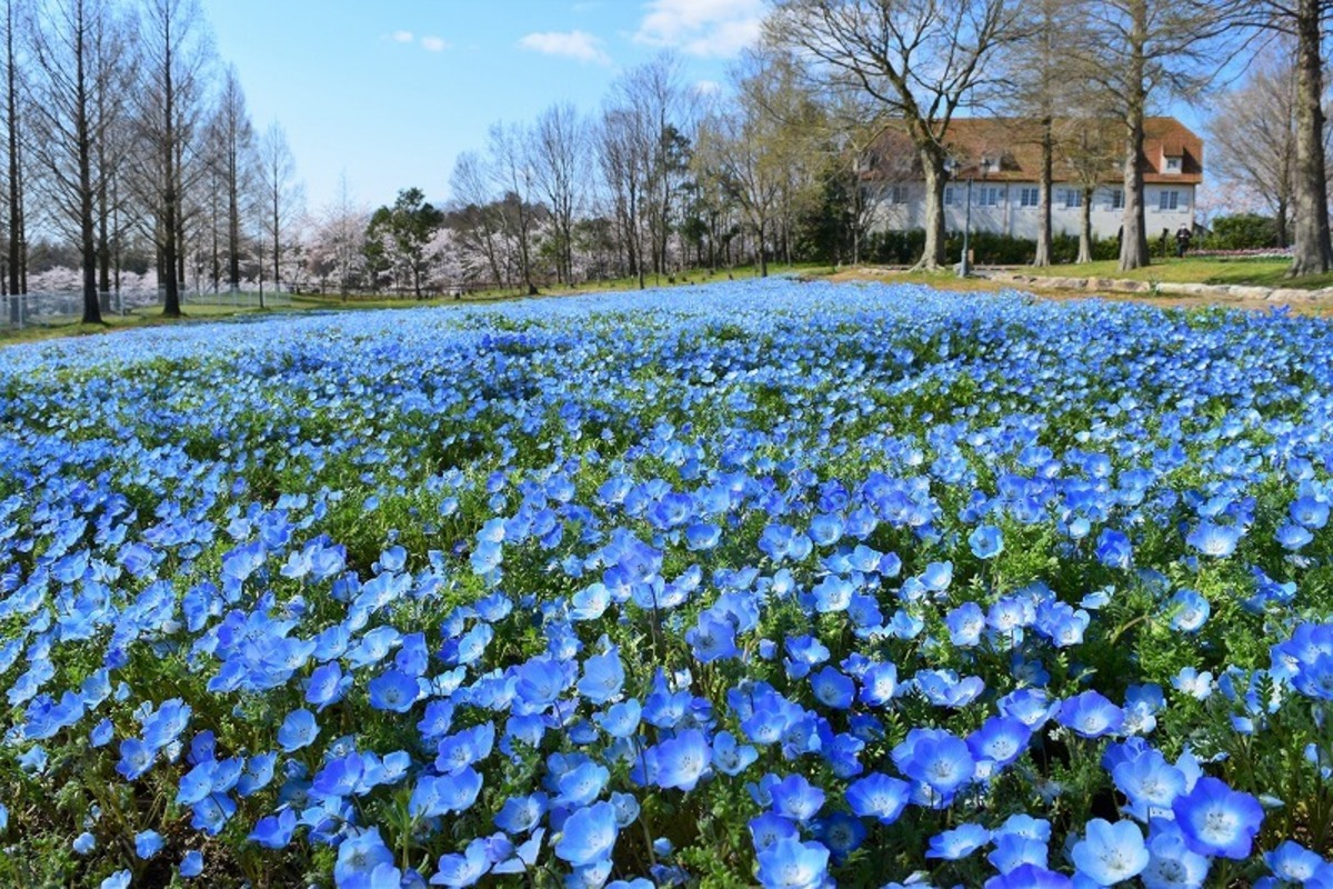 ねもふぃらページ ネモフィラ 苗 Zシリーズ 青 シルバーリーフ 3.5号 春の花 250116