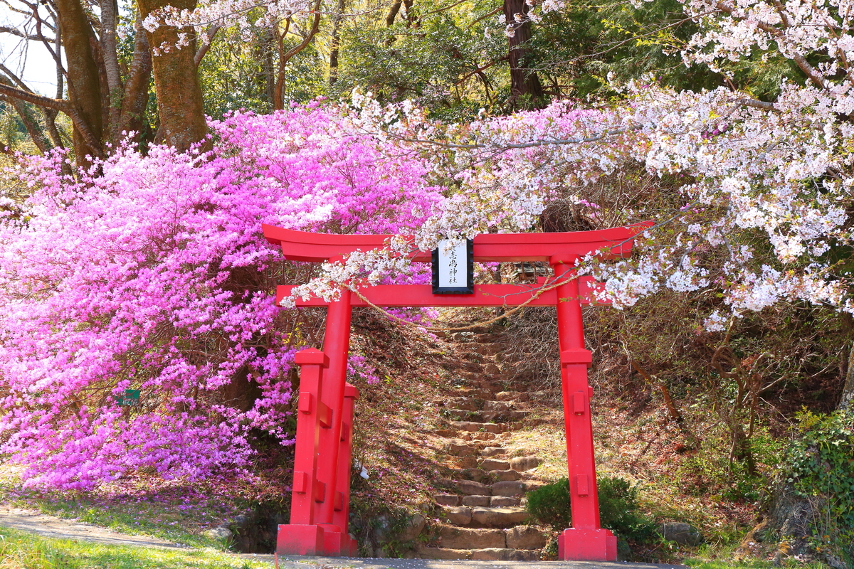 2025東京のミツバツツジ名所5選 都心から日帰りできる絶景の穴場も