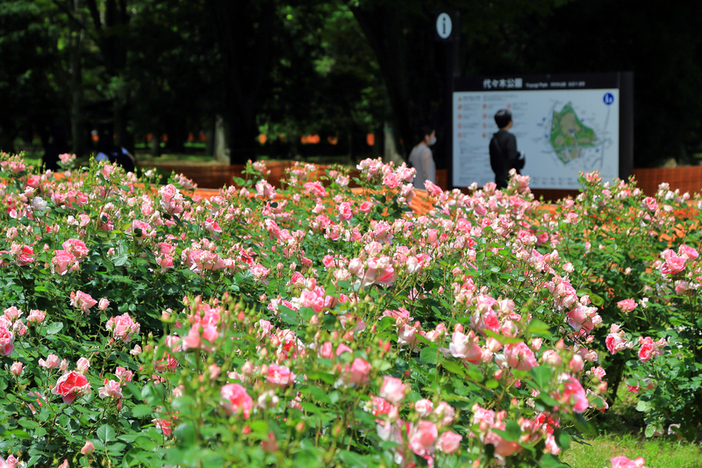 代々木公園 春のバラフェスタ（2025年）