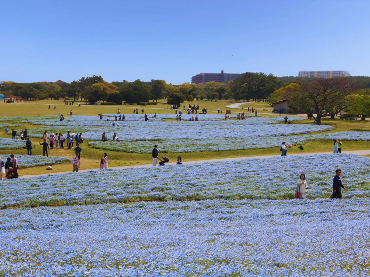ネモフィラ100万本の青い絶景！ 福岡・海の中道海浜公園で満開 | いこ