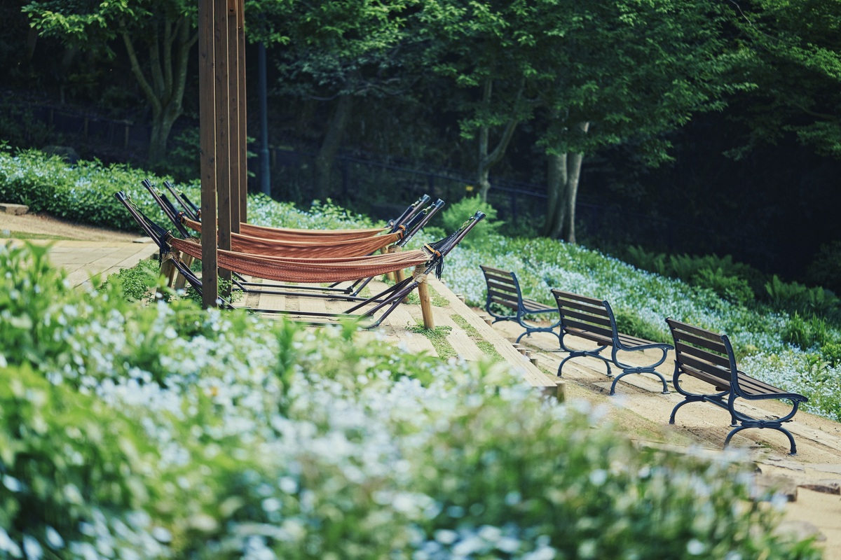 神戸のハーブ園でネモフィラが見頃 400m高地から街並み一望のリゾート