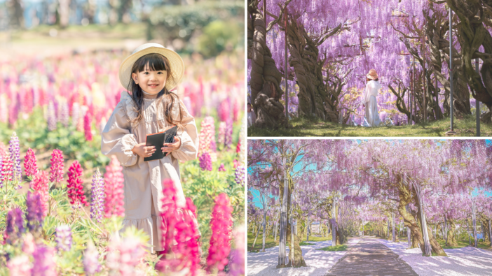 ふじとルピナスまつり（2025年）