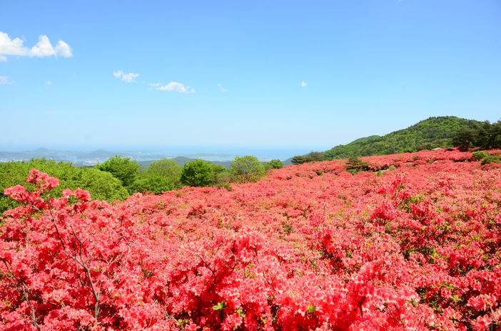 宮城県気仙沼につつじ50万本の絶景<br/>日本最大級の群生地でハイキング！