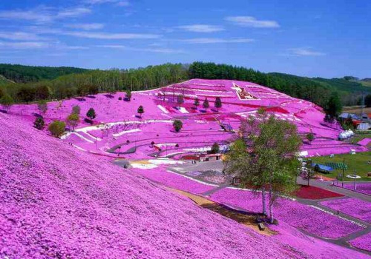 太陽の丘えんがる公園 芝桜祭り