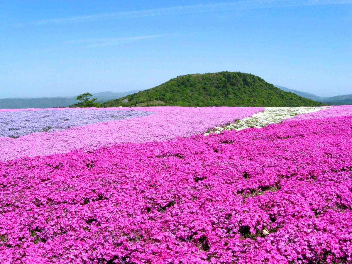 茶臼山高原 芝桜まつり（2025年） | 愛知県最高峰の地に咲き誇る 一面