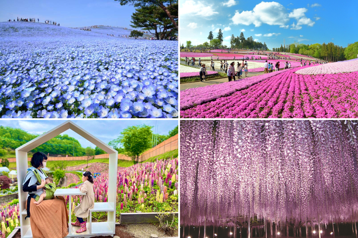 2026GWに日帰り！関東の絶景フラワー名所18選 ネモフィラ・藤・芝桜
