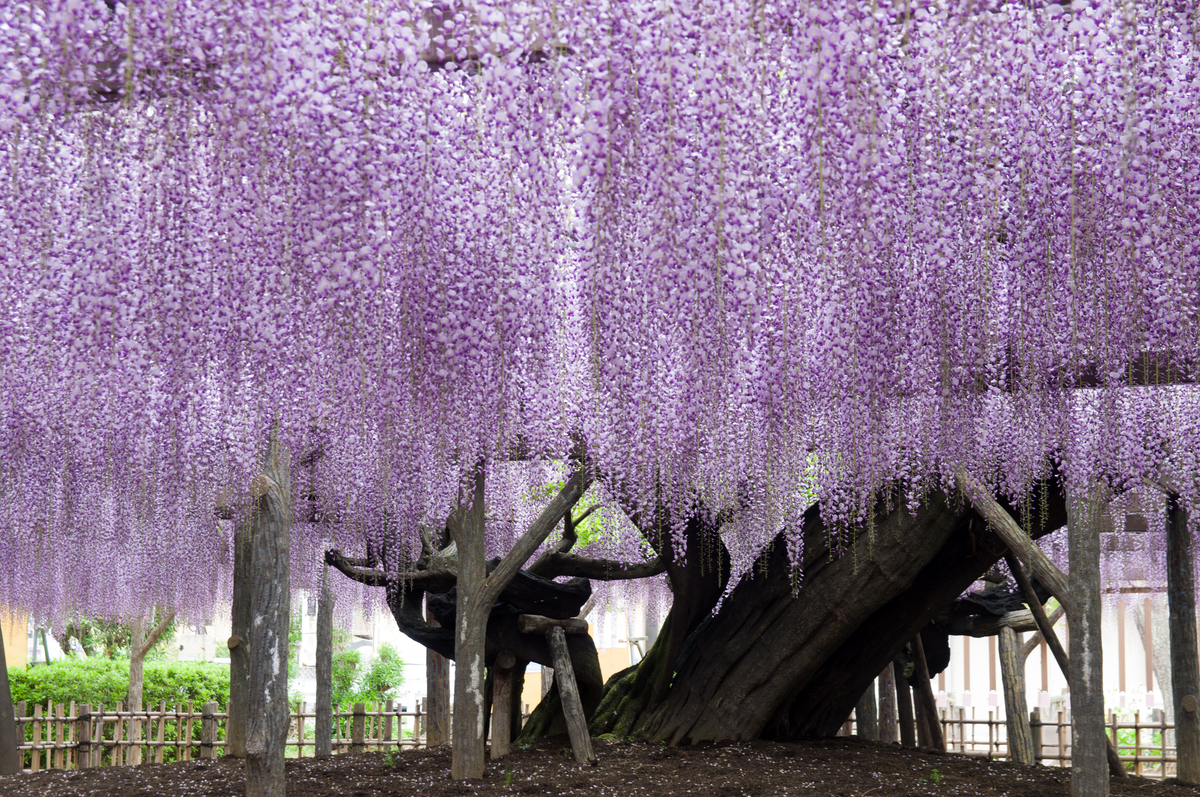 2025】GWに絶景満喫！埼玉県の「藤の花」名所4選 今が見頃！ | いこー