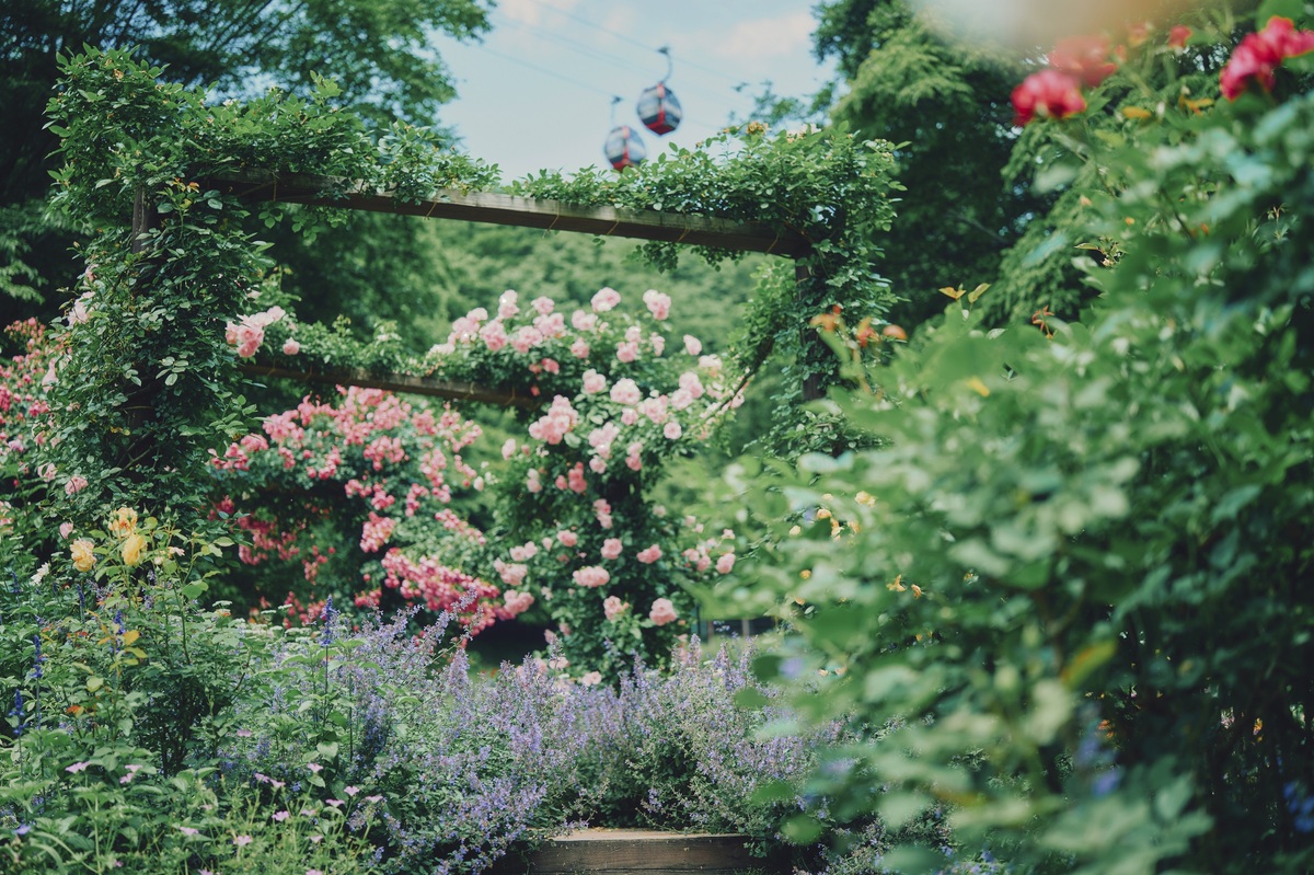 ラベンダー＆ローズフェア2025-ハーブガーデン最盛期- | 神戸布引