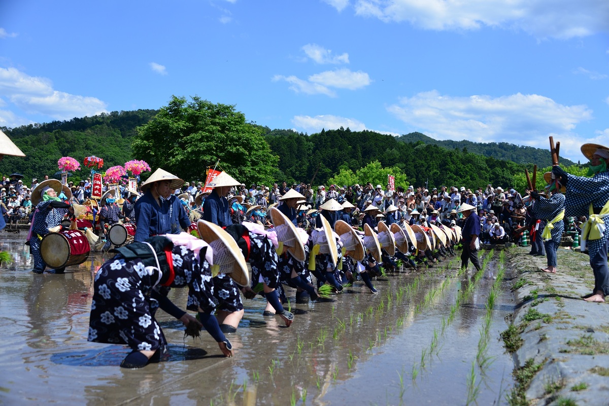 壬生の花田植 | 飾り牛と早乙女が彩る「壬生の花田植」 日本最大級の農耕行事 | 広島県山県郡北広島町 | いこーよとりっぷ