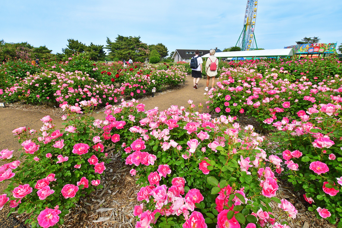 国営公園で3,400株のバラを堪能 常陸ローズガーデンを楽しもう