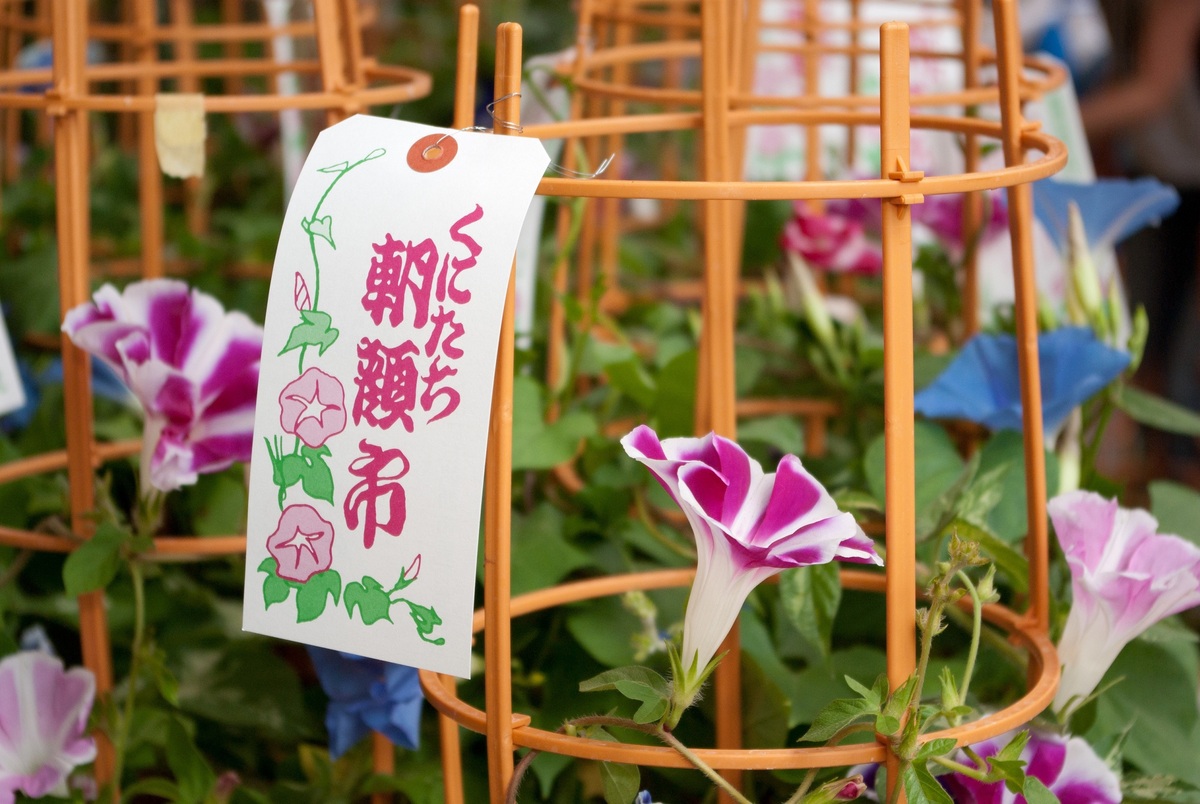 第37回くにたち朝顔市 | 午前中の来場がおすすめ！ 日本朝顔が並ぶ
