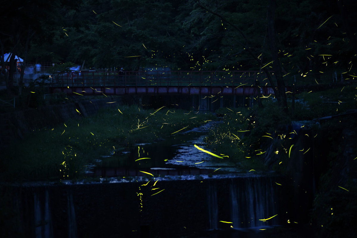 2025】家族でホタルを見に行こう 関東ホタル名所・観賞会22選 | いこー
