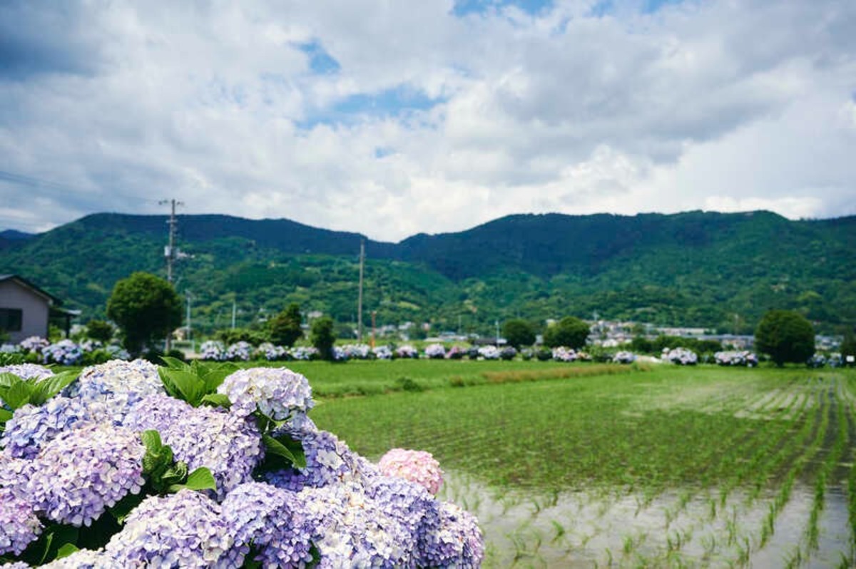 2025開成町あじさいまつり | 虹色のあじさいが田園風景を彩る 開成町に