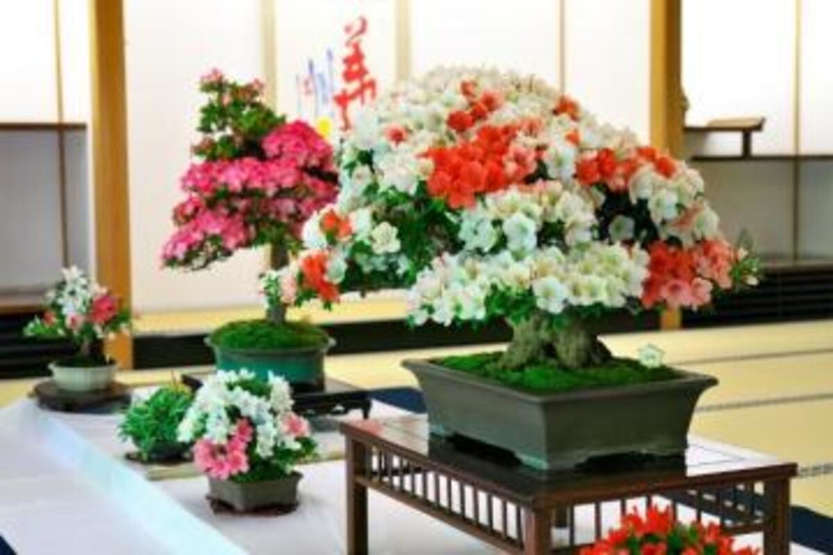 好古園 さつき展（2025） | 世界遺産借景の日本庭園で開催 姫路