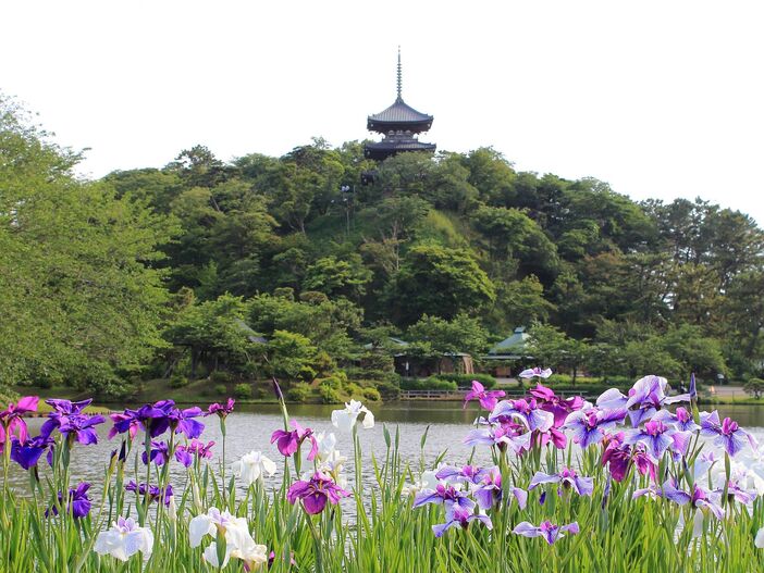 横浜市の三溪園で梅雨を愉しむ<br/>花しょうぶ展と梅づくしイベント