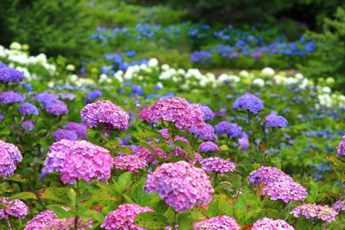 紫陽花　確認用 てまり山紫陽花 『渥美の虹丸』 | すべての商品 | | Junk sweet Garden