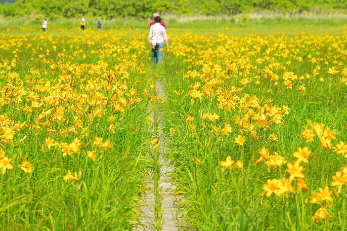 【2025】ニッコウキスゲ群生地6選<br/>天空の花畑＆海辺の絶景（東北編）