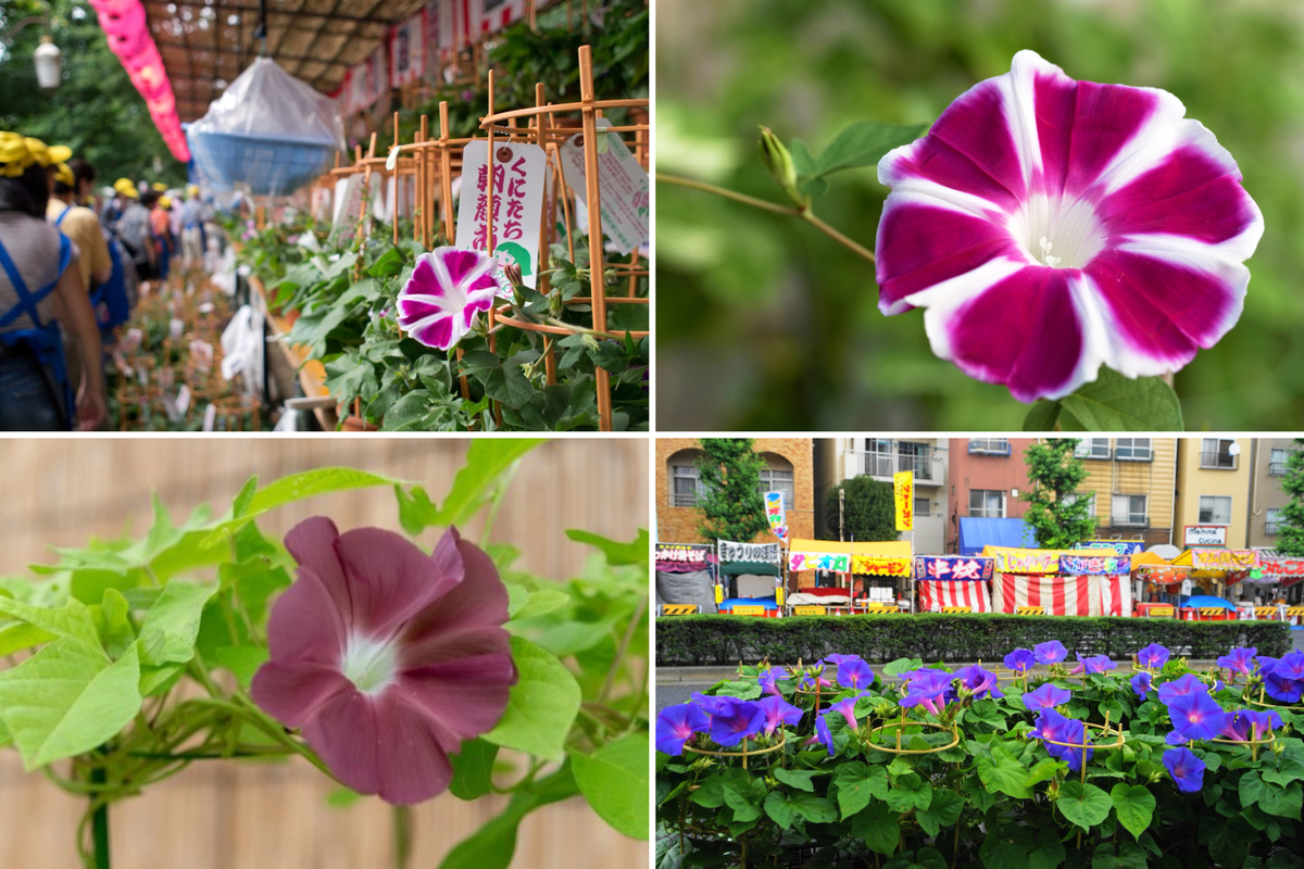 2025東京近郊の朝顔市・祭り7選 早起きが吉！江戸情緒を親子で体感
