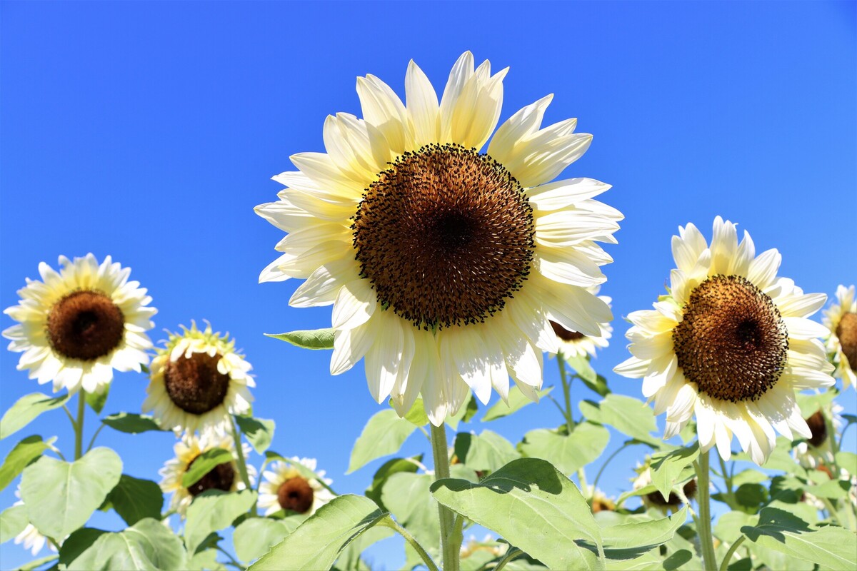 2025】「白いひまわり」の名所5選 今が見頃も！代表的な品種・イベント