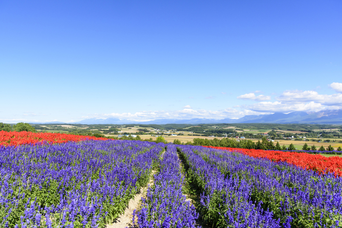 2025今が見頃も！ブルーサルビアの花畑6選　青の絶景を夏休みに満喫