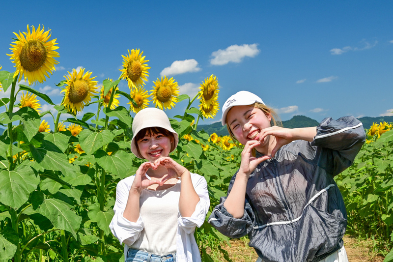 50万本が咲き誇る「ひまわりの海」<br/>迷路やかかし展示会、地元グルメも