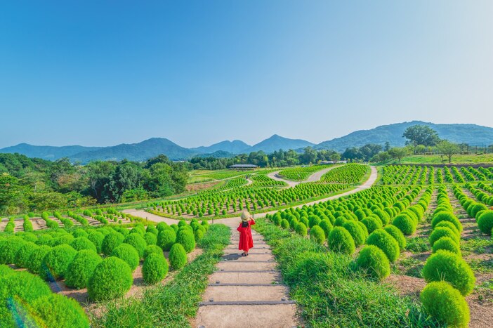 国営讃岐まんのう公園　サマーフェスタ（2025年）