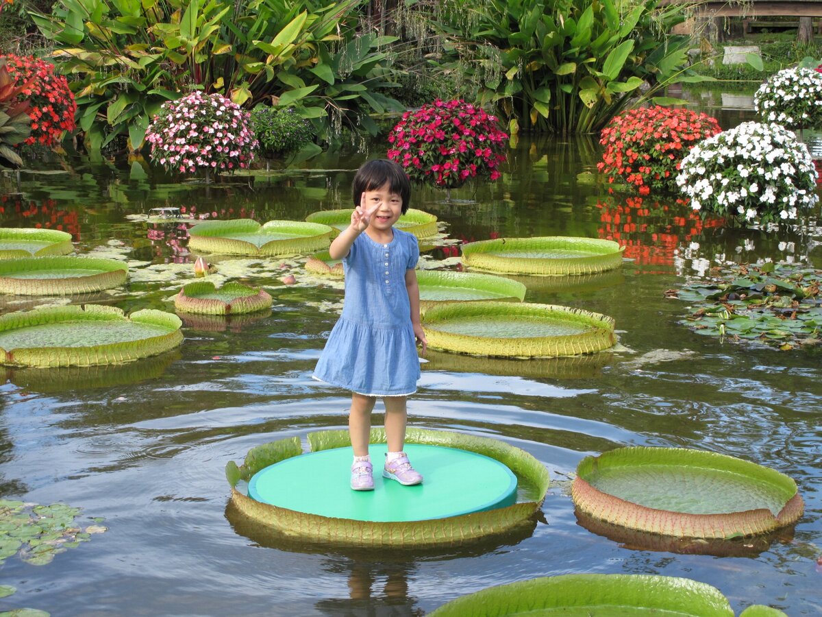 パラグアイオニバスに乗ってみよう！ | 琵琶湖畔で巨大水草に乗ろう