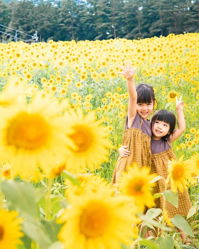 岐阜県高山市に20万本のひまわり園<br/>親子で楽しめる夏の絶景スポット！